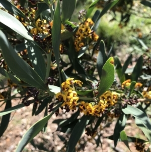 Daviesia mimosoides at Canberra, ACT - 2 Oct 2020 12:53 PM