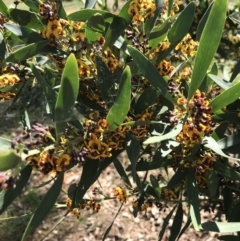 Daviesia mimosoides at Canberra, ACT - 2 Oct 2020 12:53 PM