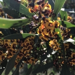 Daviesia mimosoides at Canberra, ACT - 2 Oct 2020