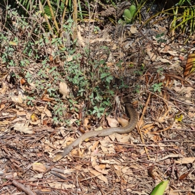 Pseudonaja textilis (Eastern Brown Snake) at Watson, ACT - 21 May 2016 by AaronClausen