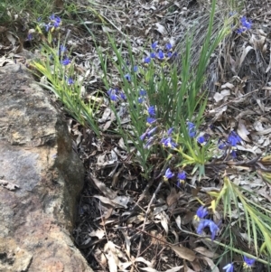 Stypandra glauca at Acton, ACT - 2 Oct 2020