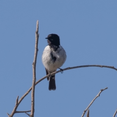 Melanodryas cucullata (Hooded Robin) at Cotter River, ACT - 1 Oct 2020 by rawshorty