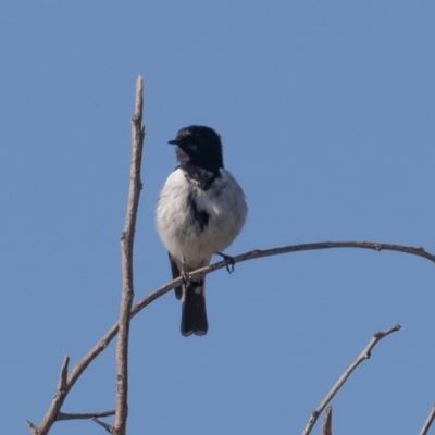 Melanodryas cucullata cucullata (Hooded Robin) at Cotter River, ACT - 2 Oct 2020 by rawshorty