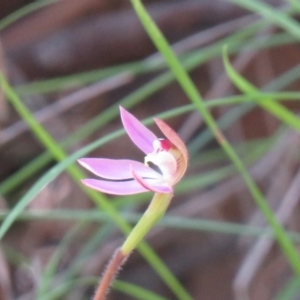 Caladenia carnea at Paddys River, ACT - 2 Oct 2020