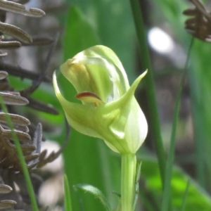 Pterostylis curta at Paddys River, ACT - suppressed