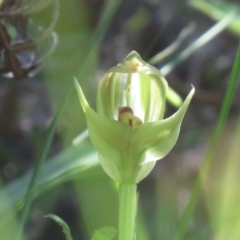 Pterostylis curta at Paddys River, ACT - suppressed