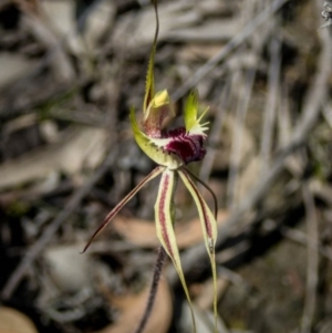 Caladenia atrovespa at Jerrabomberra, NSW - 2 Oct 2020