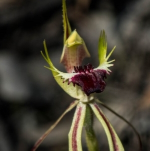 Caladenia atrovespa at Jerrabomberra, NSW - 2 Oct 2020