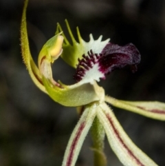 Caladenia atrovespa at Jerrabomberra, NSW - 2 Oct 2020