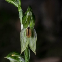 Bunochilus umbrinus (ACT) = Pterostylis umbrina (NSW) (Broad-sepaled Leafy Greenhood) at Karabar, NSW by dan.clark