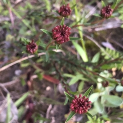 Unidentified Other Shrub at Budgong, NSW - 1 Oct 2020 by Ry