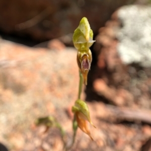 Oligochaetochilus aciculiformis at Wallaroo, NSW - suppressed