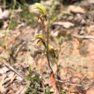 Oligochaetochilus aciculiformis at Wallaroo, NSW - 1 Oct 2020