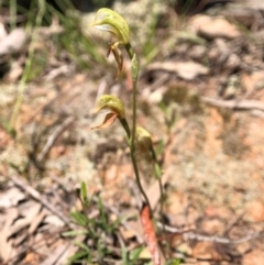 Oligochaetochilus aciculiformis at Wallaroo, NSW - suppressed