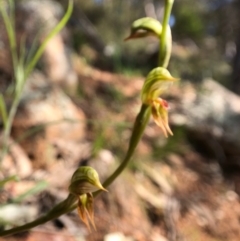 Oligochaetochilus aciculiformis at Wallaroo, NSW - 1 Oct 2020