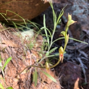 Oligochaetochilus aciculiformis at Wallaroo, NSW - 1 Oct 2020