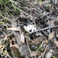 Caladenia carnea (Pink Fingers) at O'Connor, ACT - 2 Oct 2020 by Rebeccaryanactgov