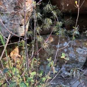 Clematis leptophylla at Wallaroo, NSW - 1 Oct 2020