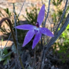 Glossodia major (Wax Lip Orchid) at Wallaroo, NSW - 1 Oct 2020 by JasonC