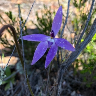 Glossodia major (Wax Lip Orchid) at Wallaroo, NSW - 1 Oct 2020 by JasonC