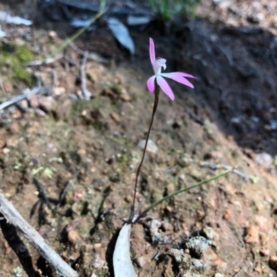 Caladenia fuscata (Dusky Fingers) at Wallaroo, NSW - 1 Oct 2020 by JasonC