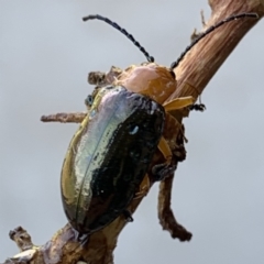 Lamprolina (genus) (Pittosporum leaf beetle) at Black Range, NSW - 2 Oct 2020 by StephH