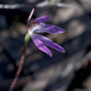 Caladenia fuscata at Paddys River, ACT - 2 Oct 2020