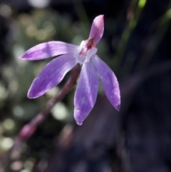 Caladenia fuscata at Paddys River, ACT - 2 Oct 2020