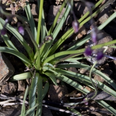 Arthropodium fimbriatum (Nodding Chocolate Lily) at Paddys River, ACT - 1 Oct 2020 by JudithRoach