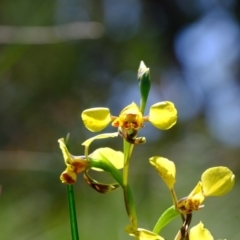 Diuris nigromontana (Black Mountain Leopard Orchid) at Aranda, ACT - 2 Oct 2020 by Kurt