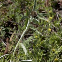 Euchiton involucratus (Star Cudweed) at Paddys River, ACT - 2 Oct 2020 by JudithRoach