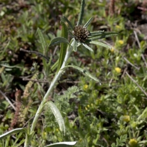 Euchiton involucratus at Paddys River, ACT - 2 Oct 2020