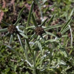 Euchiton involucratus at Paddys River, ACT - 2 Oct 2020