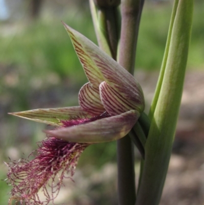 Calochilus platychilus (Purple Beard Orchid) at Latham, ACT - 2 Oct 2020 by pinnaCLE