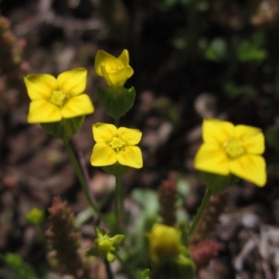 Cicendia quadrangularis (Oregon Timwort) at Umbagong District Park - 2 Oct 2020 by pinnaCLE