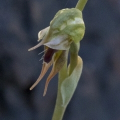 Oligochaetochilus aciculiformis (Needle-point rustyhood) at Paddys River, ACT - 2 Oct 2020 by JudithRoach