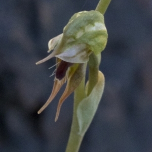 Oligochaetochilus aciculiformis at Paddys River, ACT - 2 Oct 2020