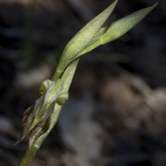 Oligochaetochilus aciculiformis at Paddys River, ACT - 2 Oct 2020