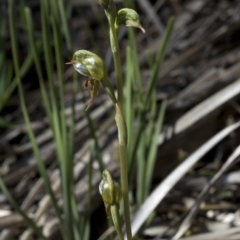 Oligochaetochilus aciculiformis at Paddys River, ACT - 2 Oct 2020