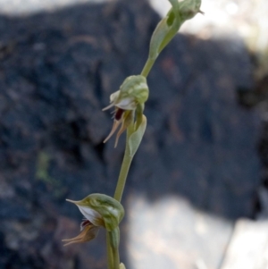 Oligochaetochilus aciculiformis at Paddys River, ACT - suppressed