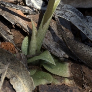 Oligochaetochilus aciculiformis at Paddys River, ACT - 2 Oct 2020