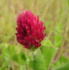 Trifolium incarnatum (Crimson Clover) at Holt, ACT - 30 Sep 2020 by pinnaCLE