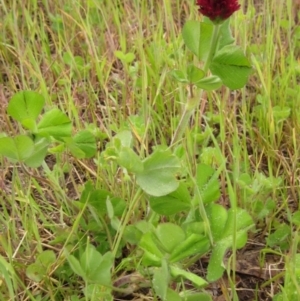 Trifolium incarnatum at Holt, ACT - 30 Sep 2020