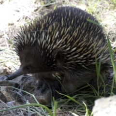 Tachyglossus aculeatus (Short-beaked Echidna) at Paddys River, ACT - 2 Oct 2020 by JudithRoach