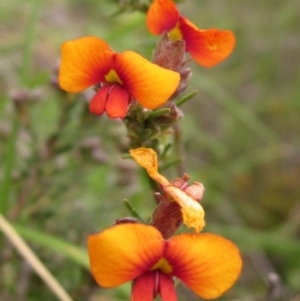 Dillwynia sericea at Holt, ACT - 30 Sep 2020 12:24 PM