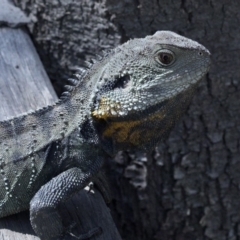 Intellagama lesueurii howittii (Gippsland Water Dragon) at Paddys River, ACT - 2 Oct 2020 by JudithRoach