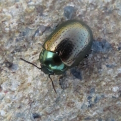 Chrysolina quadrigemina (Greater St Johns Wort beetle) at Cotter River, ACT - 1 Oct 2020 by Christine