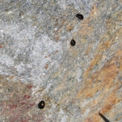 Chrysolina quadrigemina at Cotter River, ACT - 2 Oct 2020