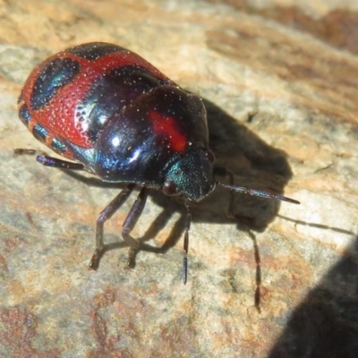 Choerocoris paganus (Ground shield bug) at Cotter River, ACT - 2 Oct 2020 by Christine