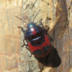 Choerocoris paganus at Cotter River, ACT - 2 Oct 2020